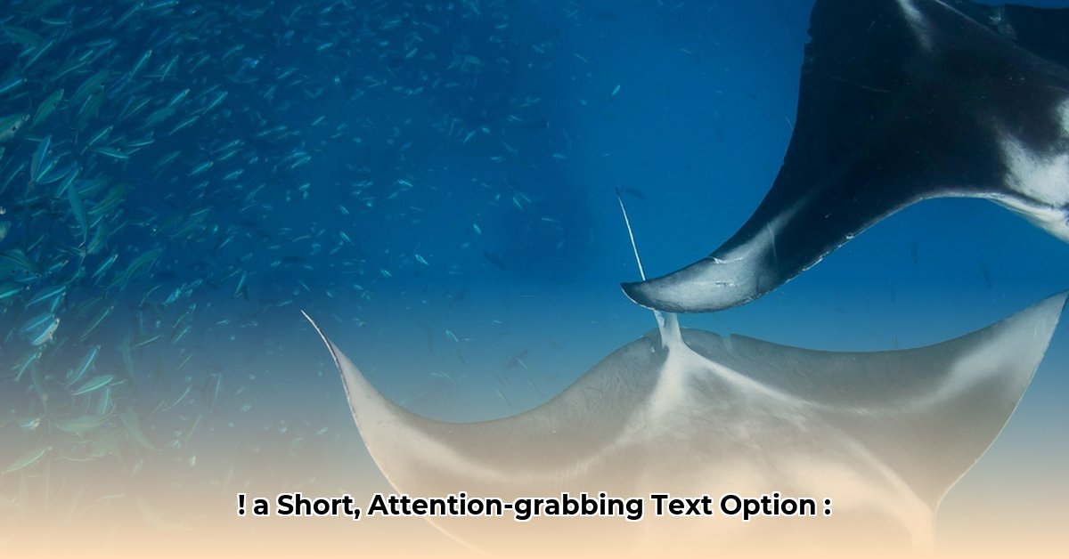 ray-luzier-net-worth